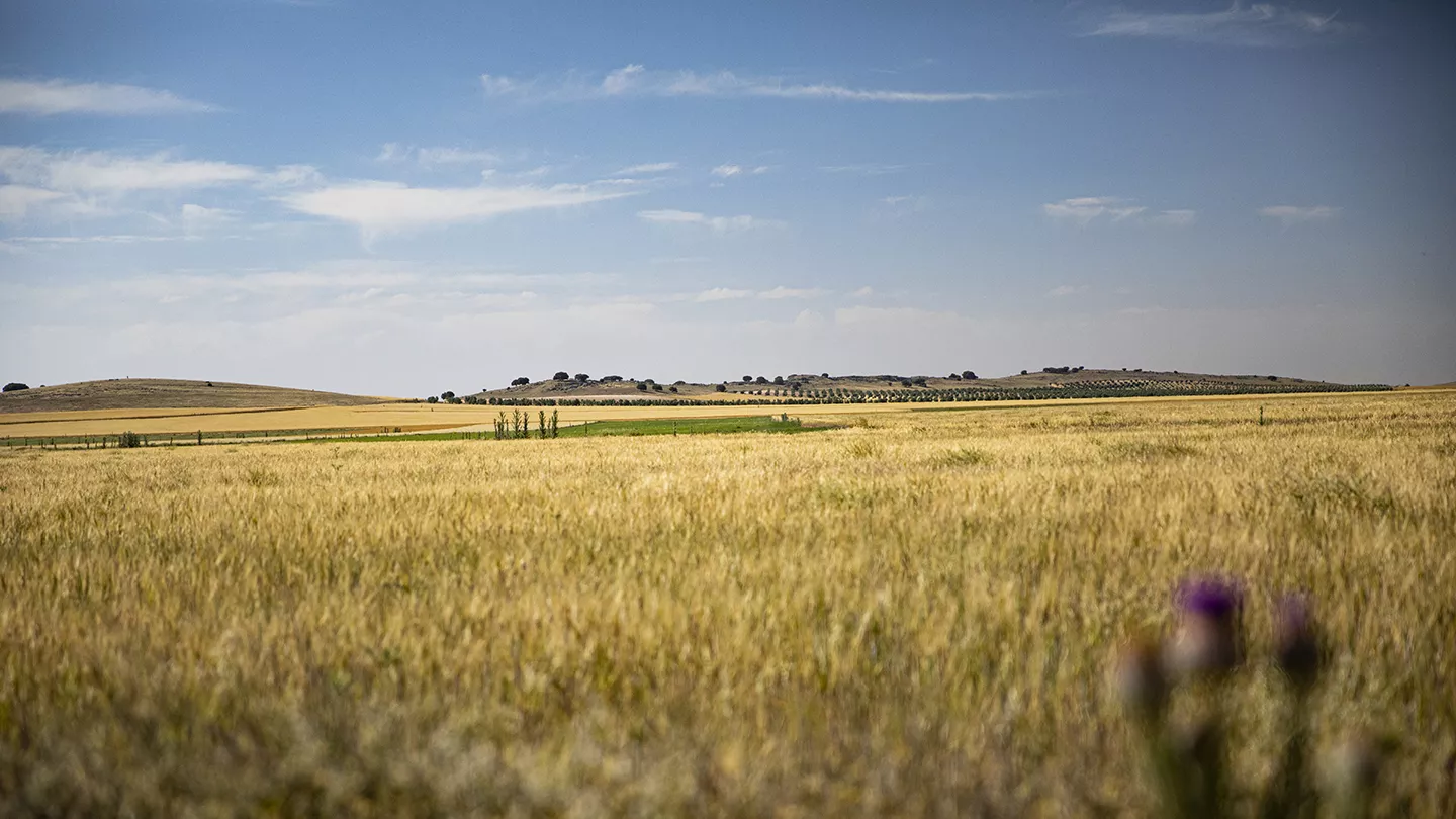 Wheat fields in La Mancha region of Spain
