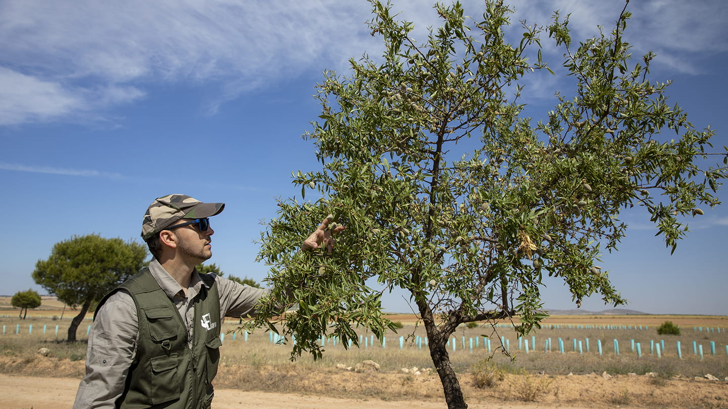 Fundación Global Nature employee checking the fruit on one of their many tree's