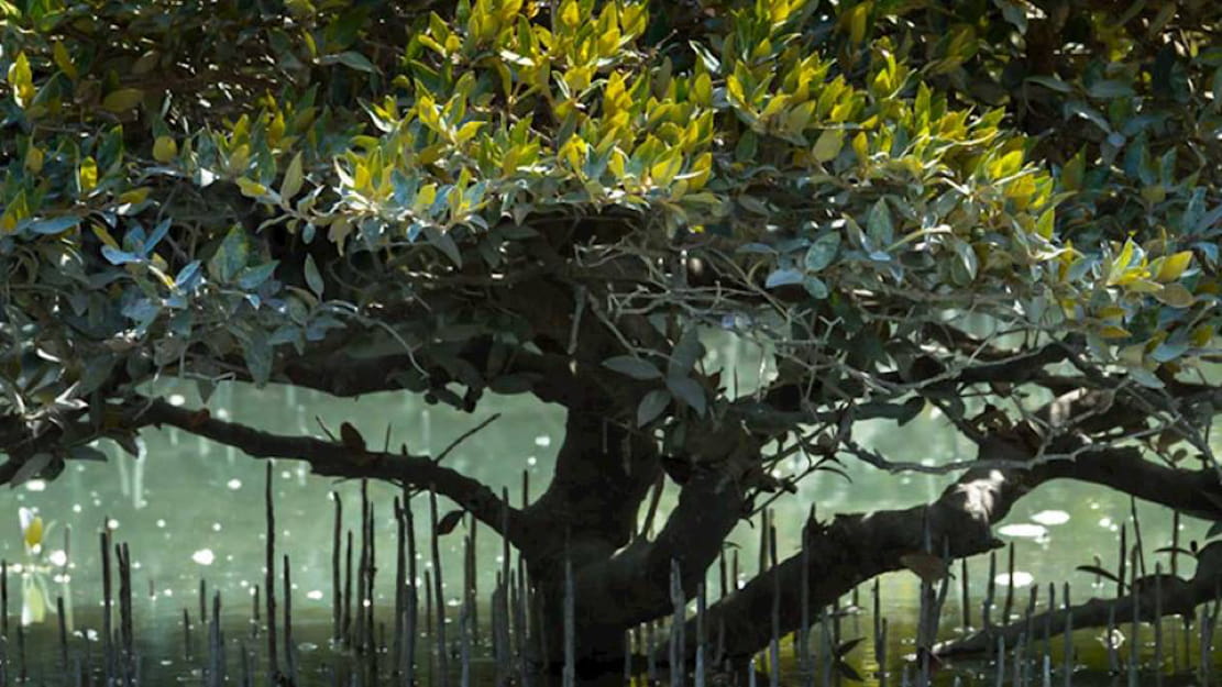 large lush green tree, environment