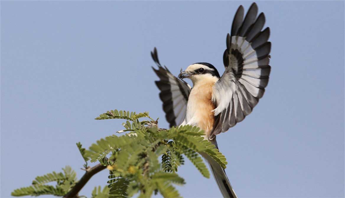 Masked shrike