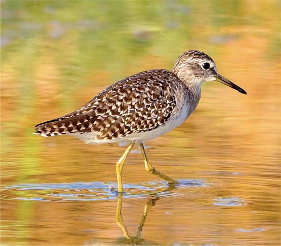 Sandpiper