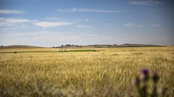 Wheat fields in La Mancha region of Spain