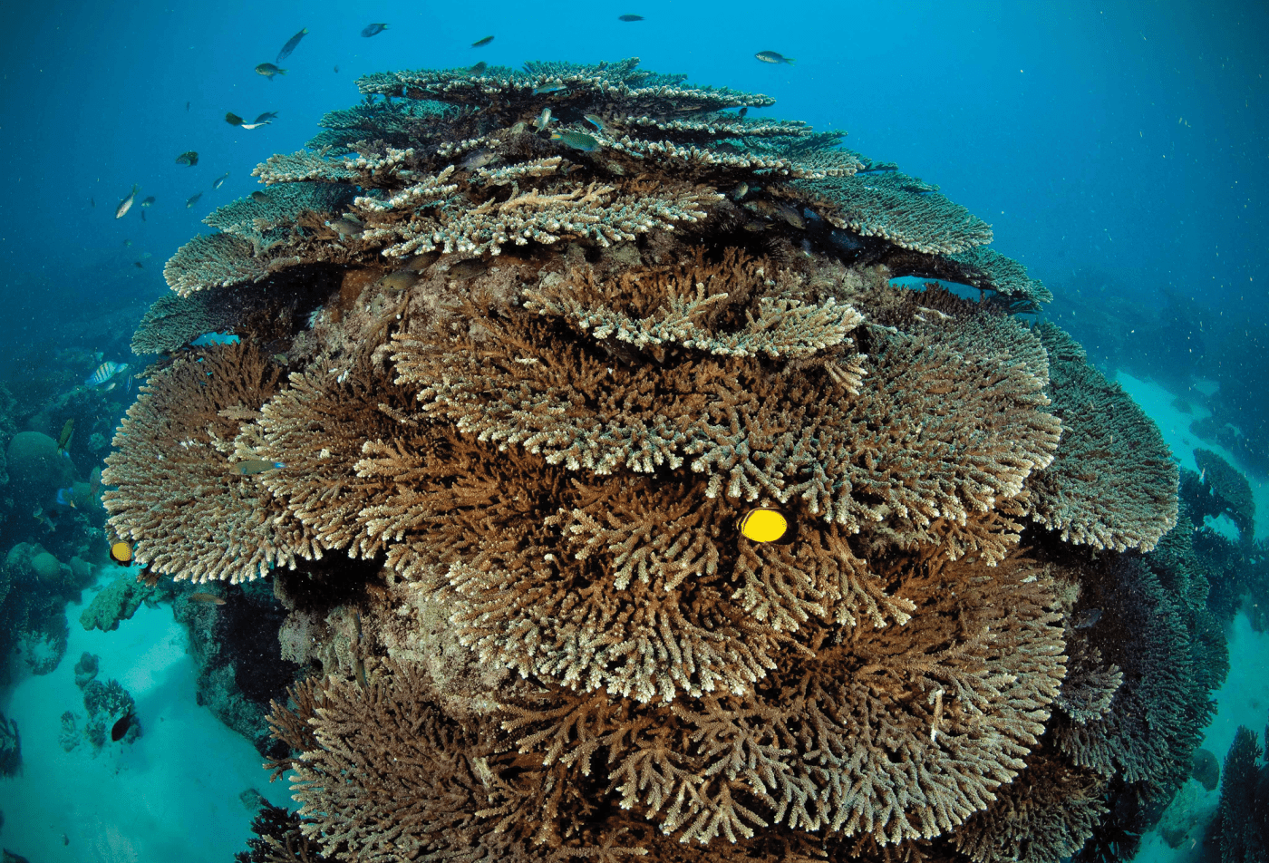 Artificial coral reefs Aramco Europe